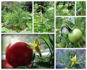07-28-13 tomato