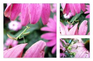 7-24-13 mantis on coneflower